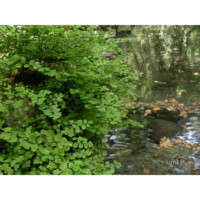 Capelvenere (Adiantum capillus-veneris)