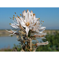 Asfodelo mediterraneo (Asphodelus ramosus)
