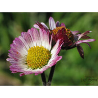 Pratolina comune (Bellis perennis)