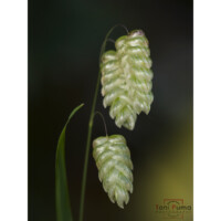Sonaglini maggiore (Briza maxima)