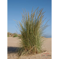 Sparto pungente (Calamagrostis arenaria)