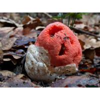 Fungo lanterna (Clathrus ruber)