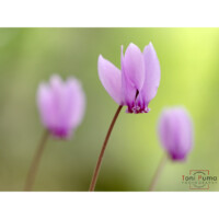 Ciclamino napoletano (Cyclamen hederifolium confusum)