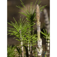 Equiseto massimo (Equisetum telmateia)