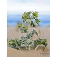 Calcatreppola marina (Eryngium maritimum)