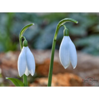 Bucaneve (Galanthus reginae-olgae subsp. vernalis)