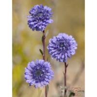 Vedovelle cespugliose (Globularia alypum)