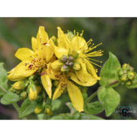 Erba di S. Giovanni (Hypericum perfoliatum)