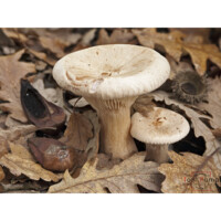 Fungo di San Martino (Infundibulicybe geotropa)