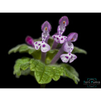 Falsa ortica reniforme (Lamium amplexicaule)
