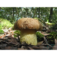 Leccino (Leccinellum lepidum)