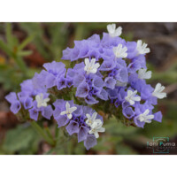 Statice sinuata (Limonium sinuatum)