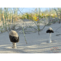 Agarico delle spiagge (Montagnea arenaria)
