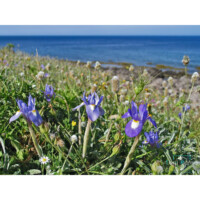 Giaggiolo dei poveri (Moraea sisyrinchium)