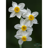 Narciso tazzetta (Narcissus tazetta)