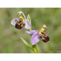 Ofride fior d'api (Ophrys apifera)