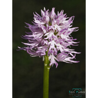 Orchidea italiana (Orchis italica)