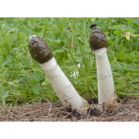 Satirione (Phallus impudicus)