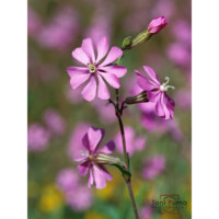 Silene colorata (Silene colorata)