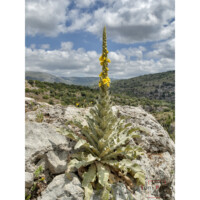 Verbasco (Verbascum thapsus)