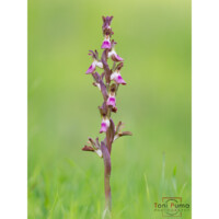 Orchidea collina (Anacamptis collina)