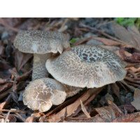 Lentino tigrato (Lentinus tigrinus)
