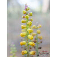 Muscari di Gussone (Muscari gussonei)