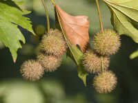 GLI ALBERI