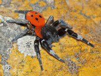 GLI ALTRI INVERTEBRATI