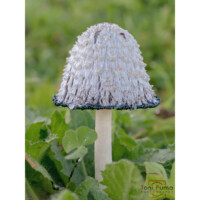 Fungo di inchiostro (Coprinus comatus)