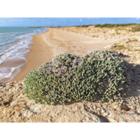 Crucianella maltese (Crucianella rupestris)