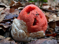 FUNGHI, MUSCHI E LICHENI