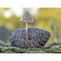 Micena di Seynes (Mycena seynii)