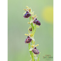 Ofride della passione (Ophrys passionis)