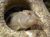 I PESCI