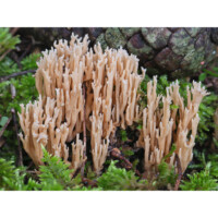 Ramaria stretta (Ramaria stricta)
