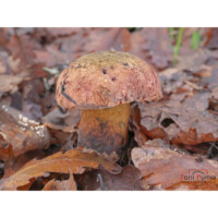 Boleto lurido (Suillellus luridus)