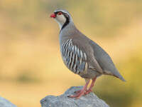 GLI UCCELLI