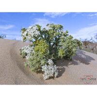 Finocchio litorale (Echinophora spinosa)