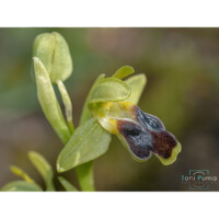 Ofride del Monte Lauro (Ophrys subfusca subsp. laurensis )