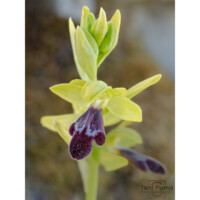 Ofride mirabile (Ophrys mirabilis)