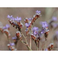 Statice di Pachino (Limonium pachynense)