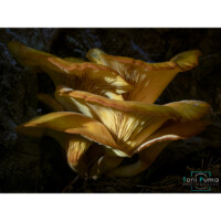 Fungo dell'ulivo (Omphalotus olearius)