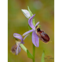 Ofride lunulata (Ophrys lunulata)