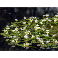Ranuncolo acquatico (Ranunculus aquatilis)