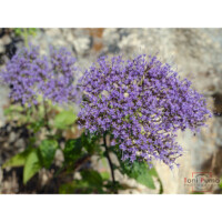 Trachelio lanceolato (Trachelium lanceolatum)