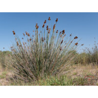 Giunco pungente (Juncus acutus)