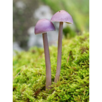 Agarico ametistino (Laccaria amethystina)