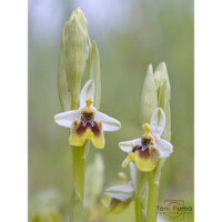 Ofride di Bianca (Ophrys oxyrrhynchos biancae)