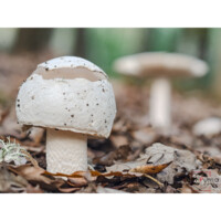 Amanita vaginata (Amanita vaginata)